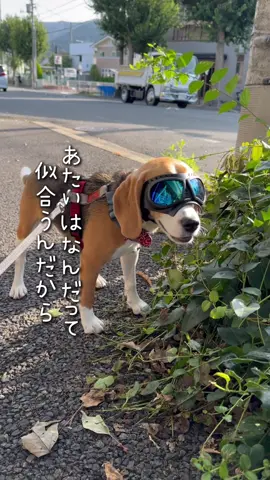 かっこいいでしょ😎😎😎#ビーグル #柴犬 #shibainu #beagle 