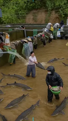 Vào tận bể nuôi