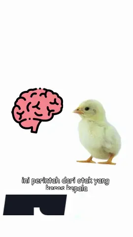 OCD dijelasin pake ayam #pakeayam #OCD 