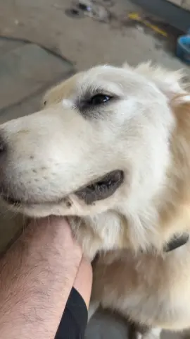 Attention seeker ! #puppy #homestead #family#foryou #greatpyrenees 