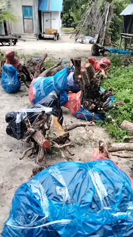 Siap di kirim 