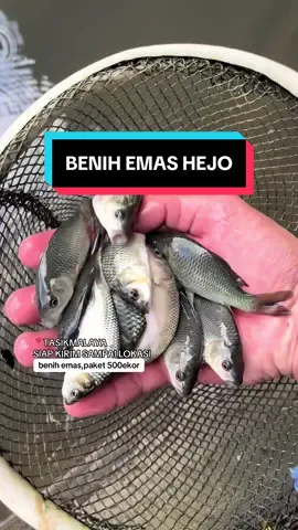 paket 500ekor #jualikan #benihkan #fyp #tasikmalaya #gammafish
