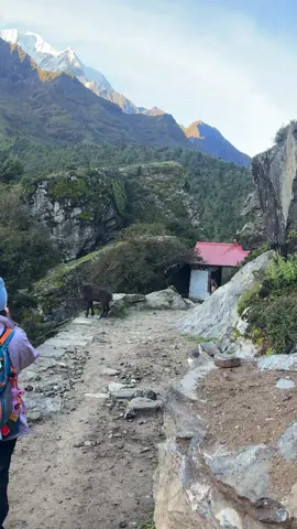 #everestbasecamp #foryou #solukhumbu #nepalitiktok #fpyシ 