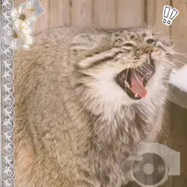 не по теме акка, но все равно тгк: auntolegs_shelter #манул #pallascat #cats #trend #alightmotion #рекомендации #популярное #foryoupage #viral #fyp #on #auntoleg 