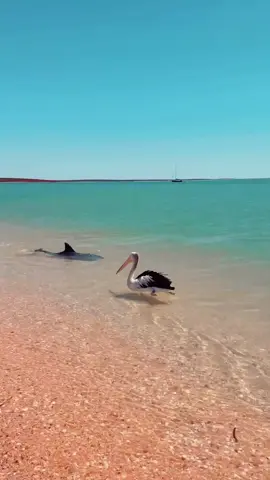 Amazing wildlife two separate animates swimming together. #foryou #viral #shorts #new #tiktok 