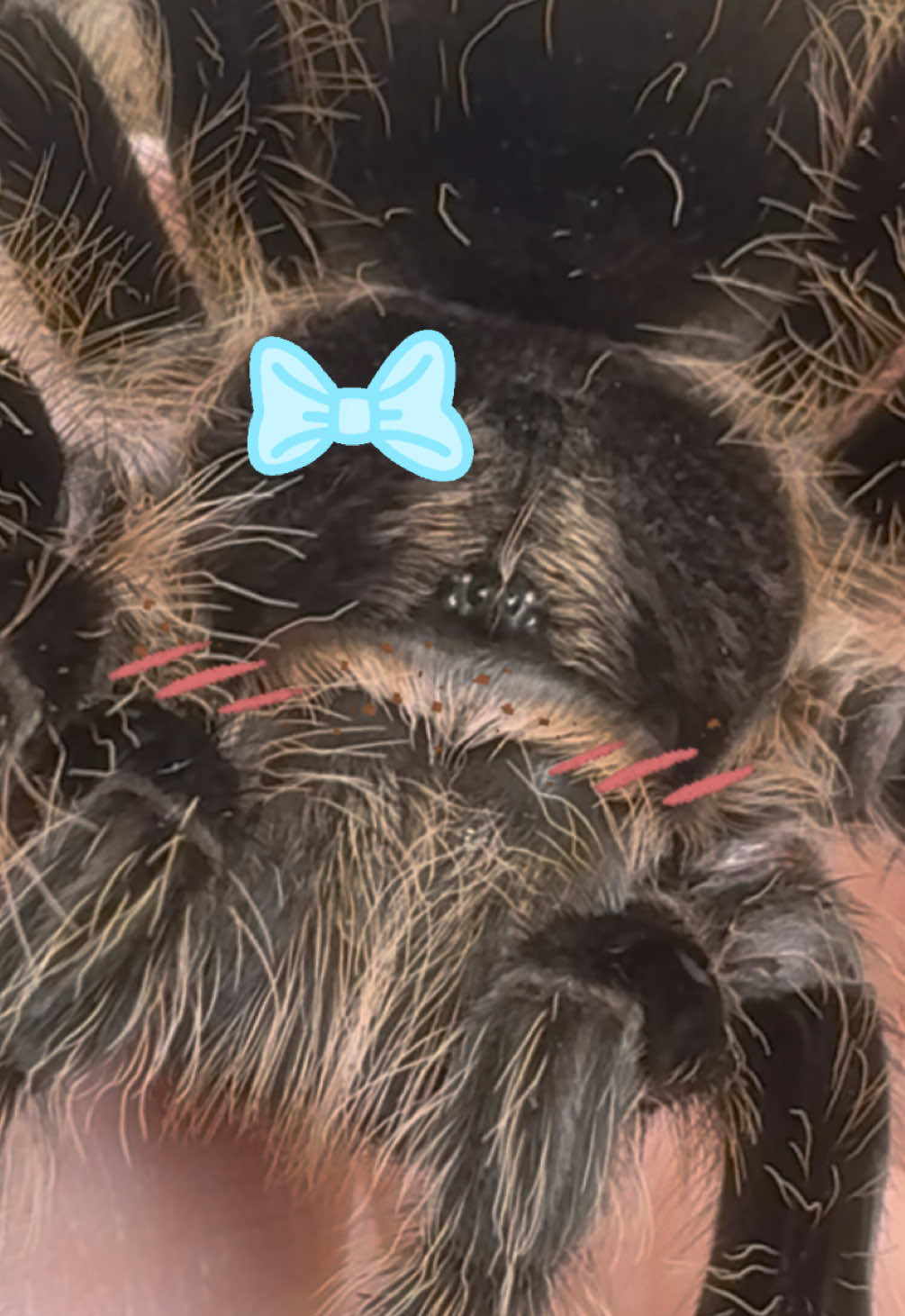 Did you know some turantulas have beans like cats!? In celebration of 400k views… enjoy some more beans!! #spider #beans #toebeans #DidYouKnow #turantula 