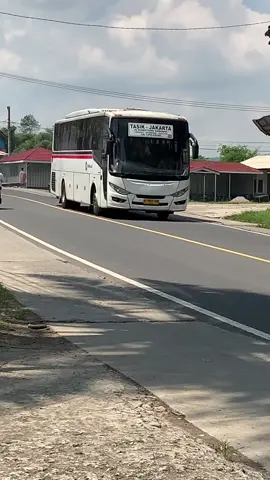 Primajasa dengan berbagai body
