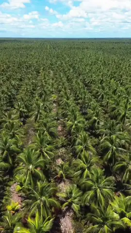 Hamparan Kelapa Hibrida 🌴🌴