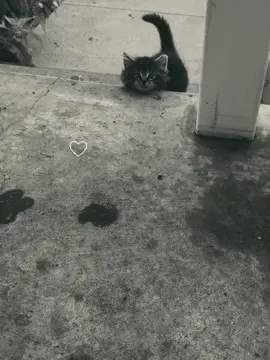#CapCut #kittens #kittensoftiktok #kittenplay #catsoftiktok 