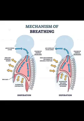 *Mechanism of Breathing* Mekanisme pernapasan, juga dikenal sebagai ventilasi paru-paru, melibatkan proses menghirup dan menghembuskan udara, didorong oleh perbedaan tekanan antara paru-paru dan atmosfer . Proses ini bergantung pada tindakan terkoordinasi otot-otot pernapasan, terutama diafragma dan otot-otot interkostal , untuk mengubah volume rongga dada dan, akibatnya, tekanan di dalam paru-paru. #viral #breathing #air #fyp #lungs 