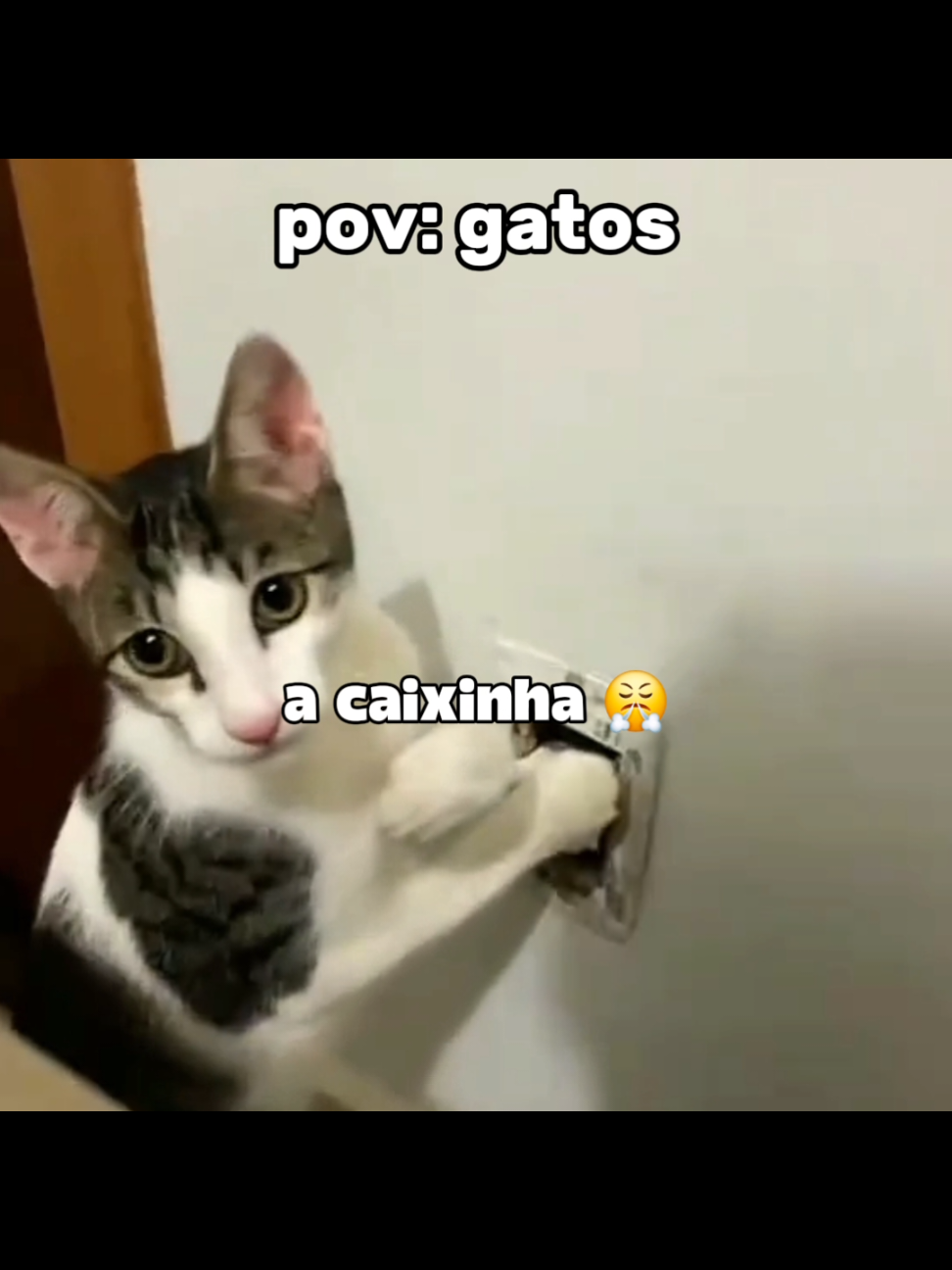 gatos #perolasbrasileiras #memes #flp #gatos 