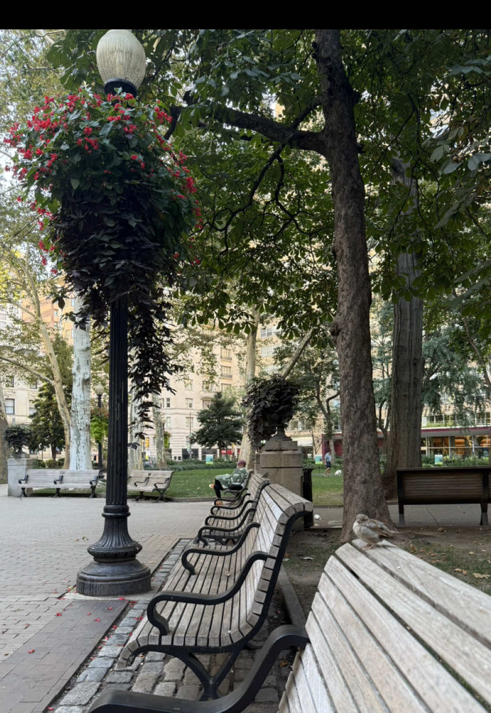 can’t get over how cute and fluffy!!  #rittenhousesquarepark #philly 