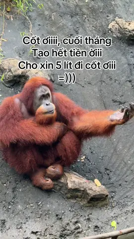 Bạn bè quan trọng nhất lúc này #GreenCreator #VinWonders #dulich #vinpearlsafariphuquoc #bạnthân 