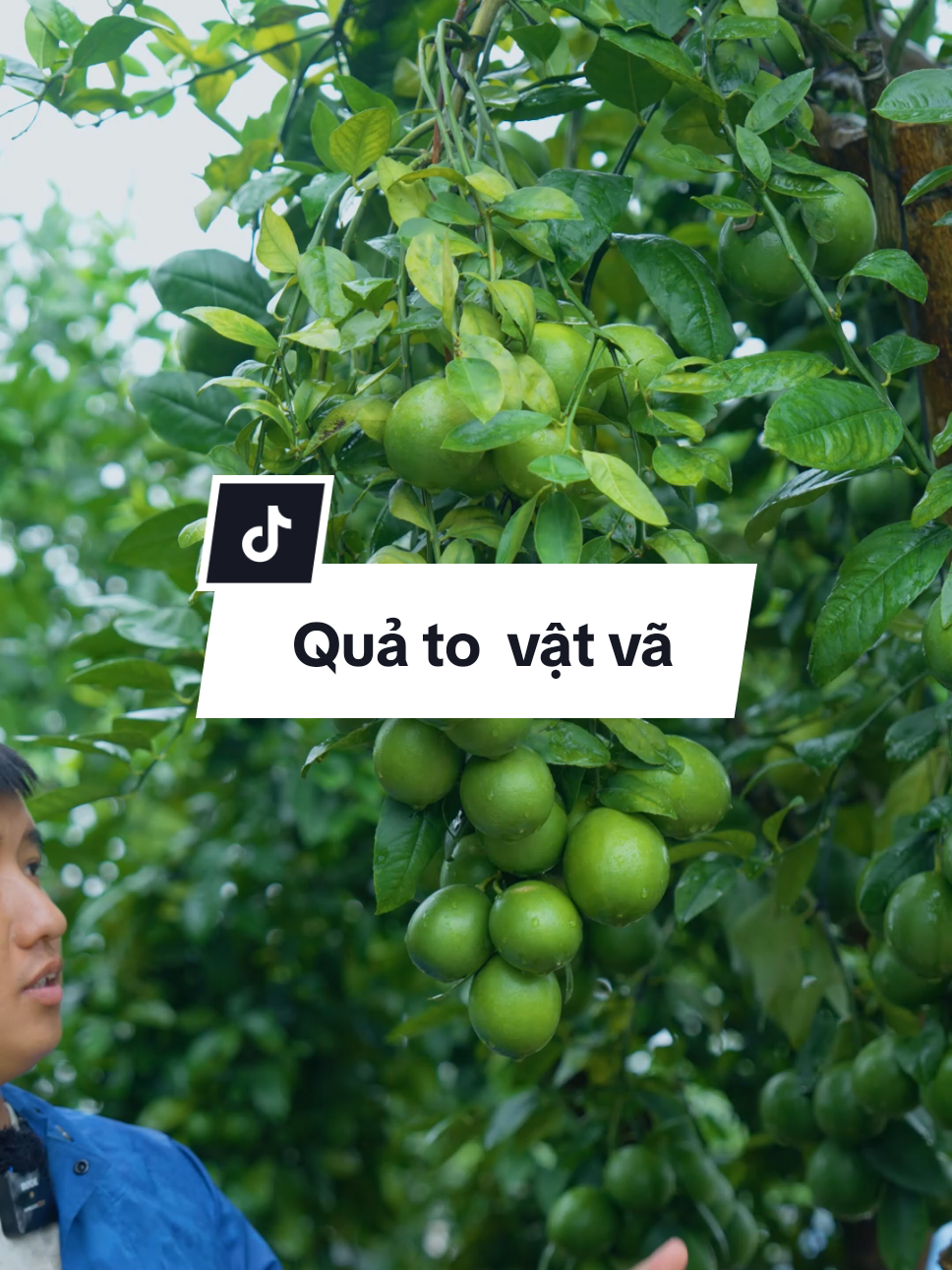 Chanh gì mà quả vừa to vừa sai #hoahongmelinh #levanca 