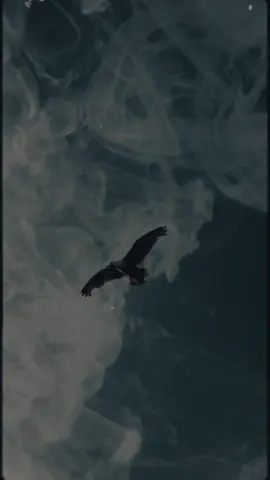 #CapCut 