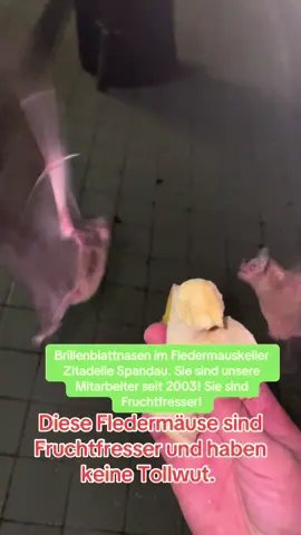 Anmelden unter koepenick@Bat-ev.de auch für WE die BAT Night am 30.08./31.08 und die September Tour genießen.  05.09. FEZ Brunnen 06.09. Rübezahl Bushaltestelle  12.09. Rübezahl Bushaltestelle  16.09./23.09. FEZ Brunnen 26.09. Glienicker Straßenfest 13-18, 18:30 FEZ Brunnen  27.09. 25.Adlershofer Herbstfest, danach 18:30 Uhr Fledermaustour Rübezahl Bushaltestelle 29.09. FEZ Brunnen  Infos und Anmelden unter PN oder koepenick@bat-ev.de #fledermauswanderungkoepenick #köpenickerfeste #adlershoferherbstfest #fledermauswanderungrübezahl 