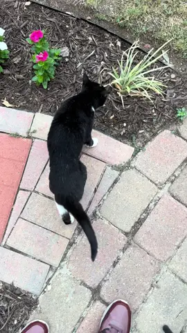 Oreo is just rude haha #catsoftiktok #oreo #cutecat #cattok 
