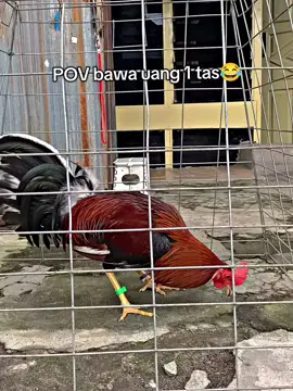 Ayam pasar ituu😂😂 #matt7farm  #lokalproduk  #fyp 