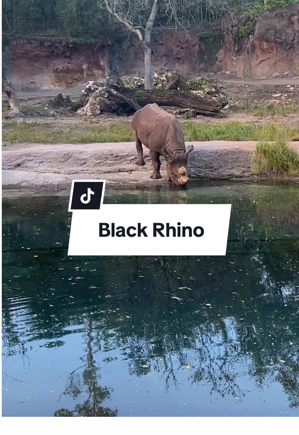 🦏Just driving by to say hi to a beautiful black rhino on the safari …  #disneyworld #animalkingdom #kilamanjarosafari #blackrhino #conservation 