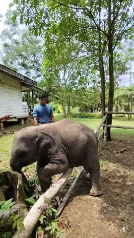 Mengejar pengunjung  Paling lincah, Di kejar Pak Mahout Ngadu Ke Mamanya🤣🤣🤣.  #gajah #plgriau #bayigajah #gajahlucu #satwaindonesia 
