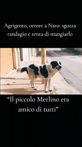 Scena raccapricciante tra le strade di Naro, in provincia di Agrigento, dove un ragazzo di 27 anni ha catturato, sgozzato e ucciso un cane randagio che stazionava nel centro cittadino portando via la carcassa e cercando poi anche di mangiarlo prima di essere fermato dai passanti. L’episodio si è consumato mercoledì mattina davanti agli occhi atterriti di diversi residenti che sono subito intervenuti fermandolo e chiamando le forze dell’ordine.#fyp #yourpage #you #vira #viralvideos 