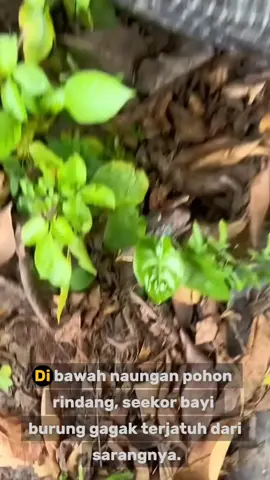 Merawat burung gagak yang jatuh dari sarang nya 
