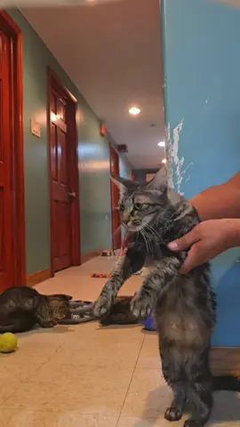 #cat 