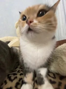 тгк: Хлоя и Фрейя | купить сигну можно там - закреп пост🐈 #рек #хлояифрейя 