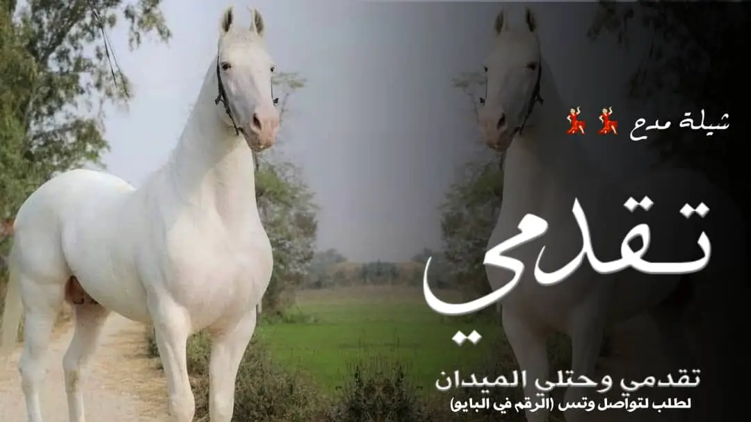 #شيلات_خوات_العروس_خوات_العريس #شيلة_عروس_رقص_شيلات__شيلات_مدح #شيلات_ام_العريس_شيلات_ام_العروس_شيلات_ترحيبيه2025 #شيلات_مدح_شيلات_تباريك_شيلات_زواج  #شيلات_عريس_شيلات_مولود_شيلات_تخرج 🎓