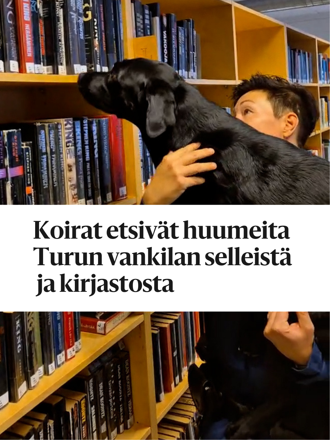 Huumekoirat Tuisku, Kira ja Routa tekevät töitä Turun vankilassa.  Vanginvartija Heidi Vänskä kertoo, että koiran kanssa vietetään enemmän aikaa kuin oman puolison kanssa. HS seurasi huumekoirien työpäivää. 📹️: Helmi Sundström / HS #vankilat #huumeet #koirat #turku #helsinginsanomat