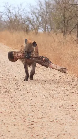 Lone Hyena Carrying Entire Elephant Leg -Hustle of the jungle 🦴
