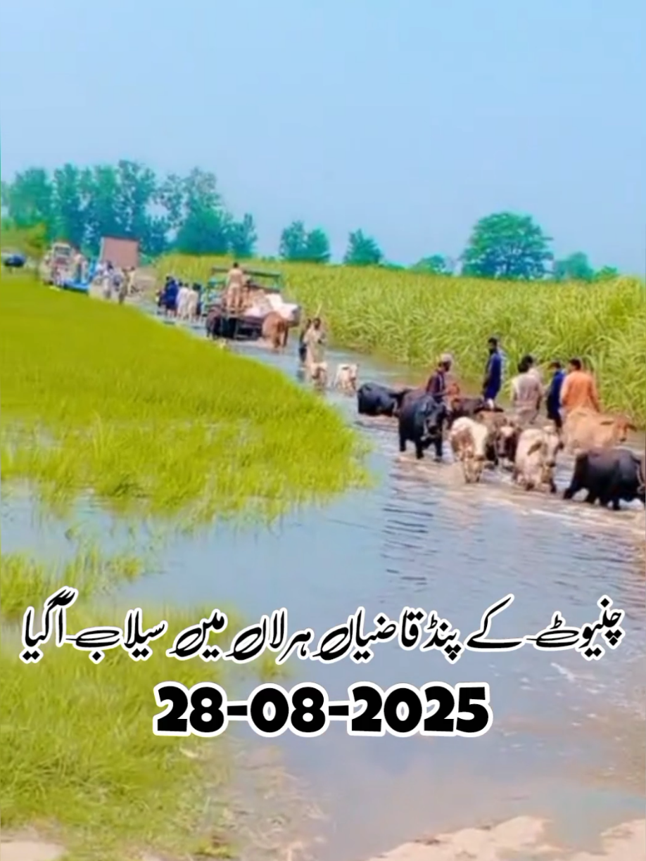 Chiniot Ky Pind Qazian Harala Main | #floods #chiniot #fyp #foryou #2025 