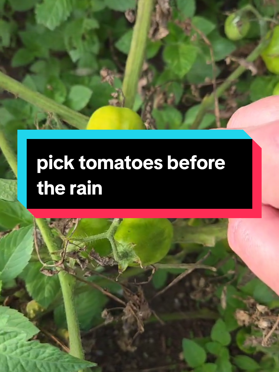 In full transparency.. I had already gone through my tomatoes and picked the more ripe ones before this video, but of course, the recorded version through tiktok messed up the voice recording.  I can't win.  Pick those ripe and semi ripe tomatoes to avoid splitting.. nobody likes a split tomato. #tomato #tomatoes #gardening 