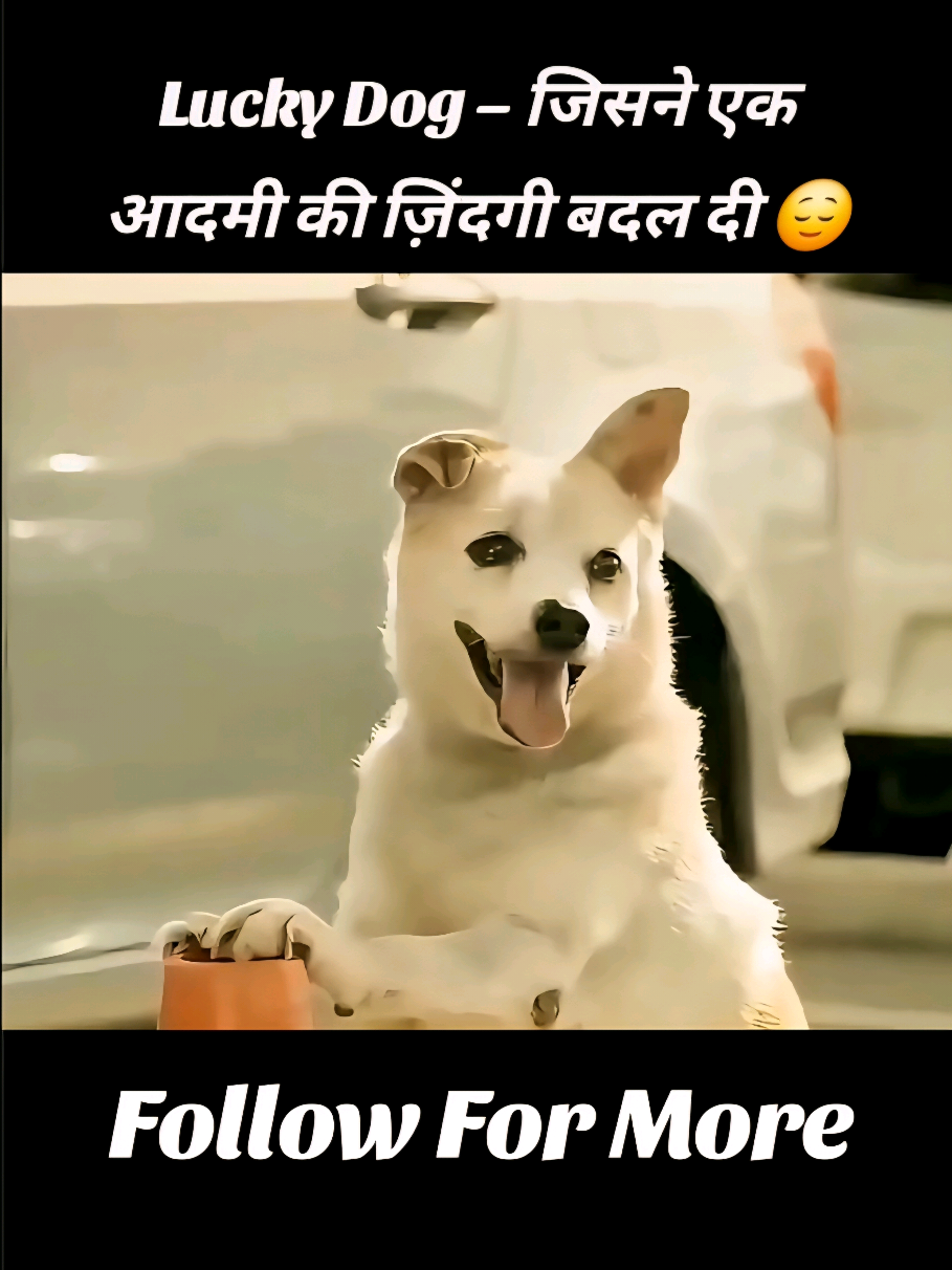 Lucky Dog - which changed a man's life 😌😇 #shortstory #storytime #crazystory #foryoupage #contentcreator 