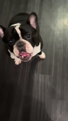 #morningroutine #frenchbulldog #asmrsounds 