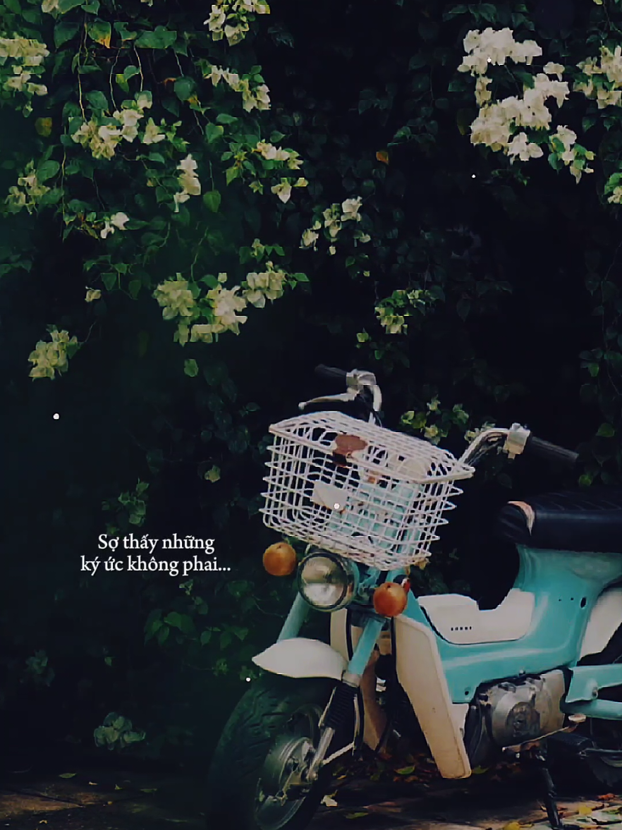 Có con đường anh chưa đi lại lần hai sợ thấy những ký ức không phai... [ Đà Lạt Còn Mưa Không Em ] #dalatconmuakhongem  #nhacbuontamtrang  #tramcamxuc  #maucapcut  #thanham1991 