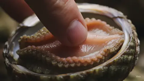 #ai #asmr #asmrsounds #asmrvideo #asmrtiktoks #abalone #nature #aiasmr 