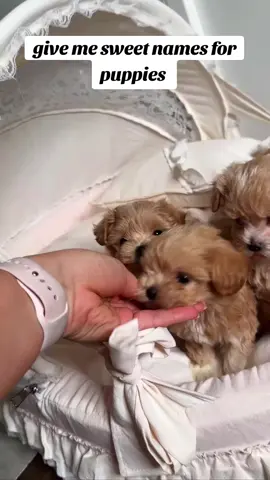 help #fyp #viral #maltipoo #puppy #dogs 
