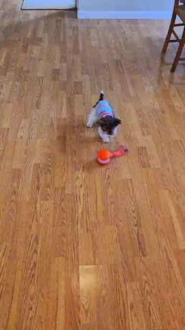 These toys are AMAZING 🥰 Ollie absolutely loves them and if he's happy then I'm happy 😍 #toys #dogsoftiktok #sale #tiktokshop 