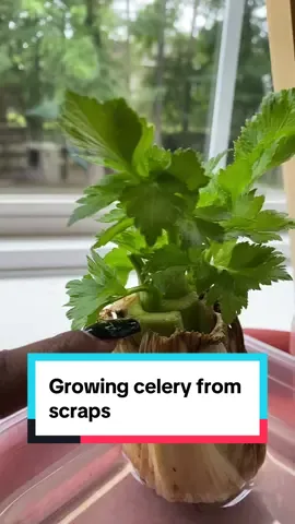 #PlantTok #planttokcommunity 