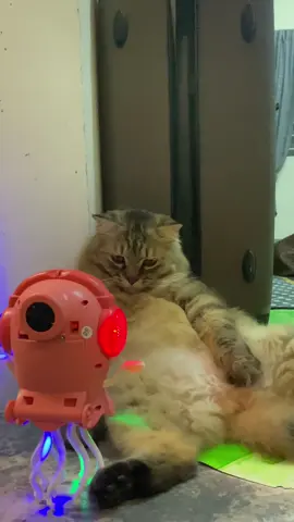 Benda ape ni 🥴#fyp #catlover #funnycat #cutecat #foryou #foryou #foryoupage #funnyvideos #viral #fypシ゚ #trend #fypシ゚ #trend #cat 