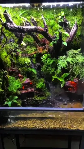 🌲🏞️ Bước vào thế giới tí hon nơi có những ngôi nhà gỗ ẩn sâu trong rừng mưa huyền bí... #fantasyvibes #terrarium #rainforest #xuhuong #hainguyendecor 