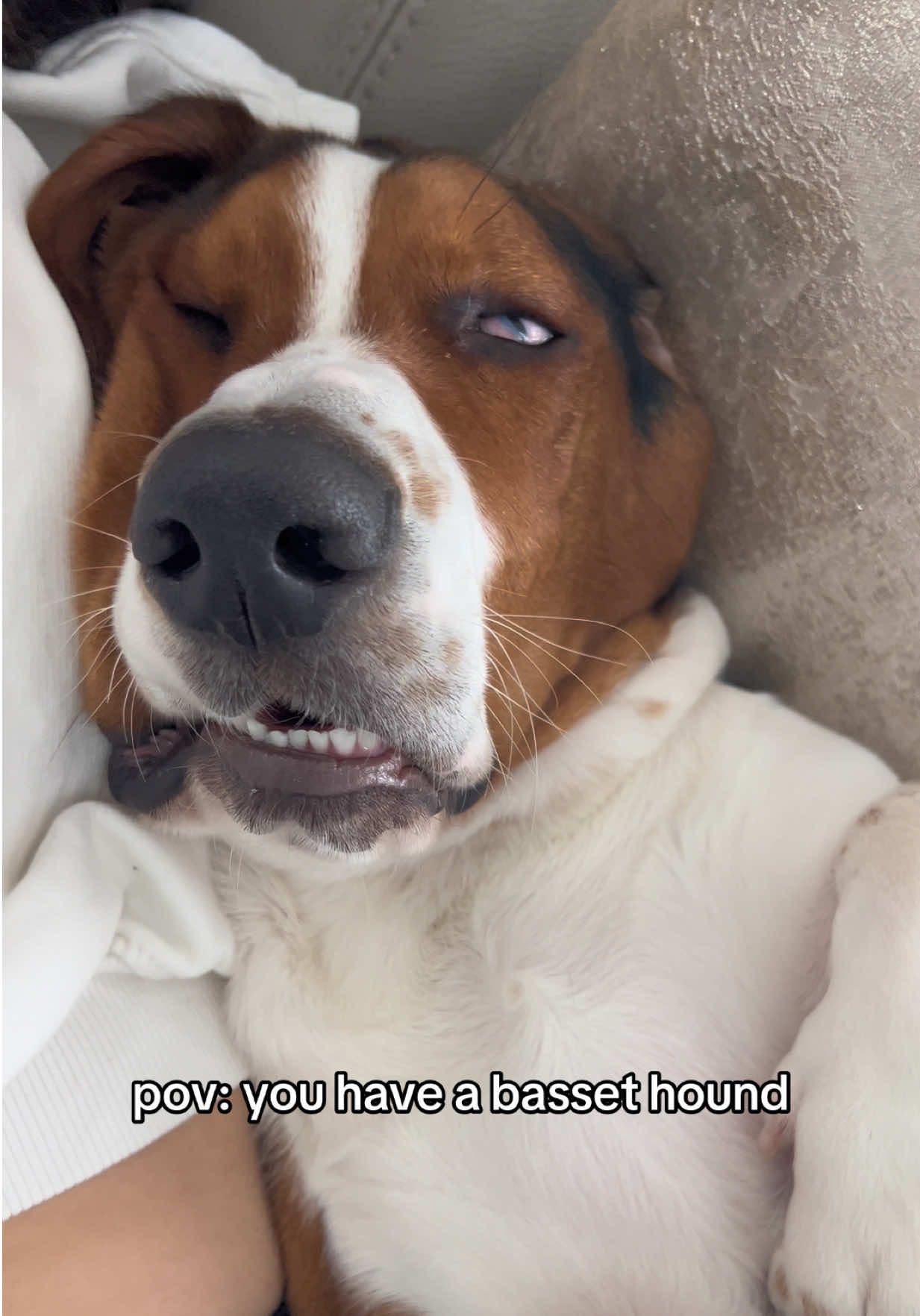 Lucky giving his best GRRR #bassethound #bassethoundsoftiktok #grr #fyp #foryou 
