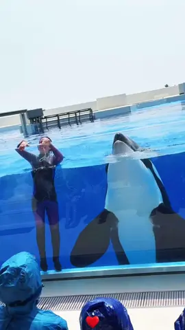 #orcas #orcashow #dolphinshow #seaworldorlando #orcaencounter 