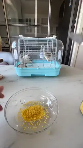 Trying to feel the spoon feeding, my heart finally died... #bird #birdsoftiktok #animals #pet #cute 