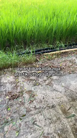 uttog da amin, guyses#fypppppppppppppppppppppp #ilocano #ilocanoak #foryoupage #fypage 