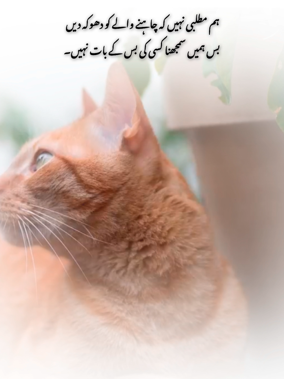 ❤️‍🩹🥹#foryou #flypシ #1milliomaudition #poetry #myousaf 