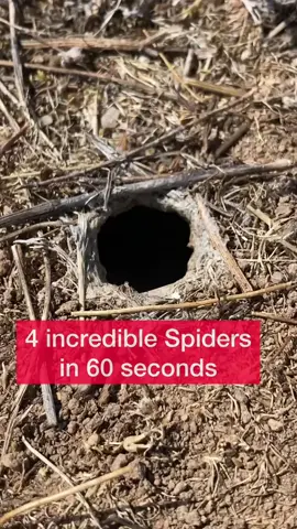 The first spider in the video is a tarantula wolf spider (Lycosa tarantula). This is an impressively large spider with great eyesight (check out those beautiful eyes!). These spiders are nocturnal. Although they look dangerous, their bite is similar in pain to a bee sting and their venom is not very dangerous (I have never been bitten by one of these though). During the cold months of the year, they hibernate in their burrows until the weather becomes warmer. The spider in the video is a female tarantula wolf spider (I can tell because females are larger than males and also the shape of the pedipalps of the female spiders is different than the shape of the pedipalps in males). I love how “playful” this spider was when I interacted with her with a stick. In case you are wondering, I didn’t harm the spider at all. After I recorded the video, the spider went back into its burrow. . The second spider in the video is a jumping spider (Salticidae family). These spiders are small and incredibly cute. They have excellent vision (some of the best among spiders), which gives them a very expressive look. I love how curious they are, often turning their little heads (cephalothorax rather) to follow movement and even making eye contact with people (this one seemed to be watching me as much as I was watching it). Jumping spiders don’t use webs to catch prey. Instead, they rely on their powerful legs to leap onto their prey. Despite their tiny size, they are fearless hunters. . The third spider shown in the video is a juvenile (baby) crab spider (Thomisidae family). These types of spiders are incredible predators. Instead of using spider webs, they camouflage in flowers, plants, etc. and sit and wait until they can ambush their prey! I found this baby crab spider this summer when I was traveling in Spain. The spider was on the balcony of the apartment where I was staying. What a delightful encounter! . I was really impressed by the size and perfection of the spider web made by the funnel weaver spider (Agelenidae family) shown in the 4th part of the video. It is quite amazing to see the incredible ability that spiders have to sense when prey falls in their web. The movement of an ant in the spider web immediately attracted the attention of the spider. You can see how once the spider felt the ant, the spider quickly used its chelicerae against it before dragging it towards the inside of the funnel spider web. . Spiders are such fascinating animals! I love spiders and I love posting about spiders (I am biased about spiders because I used to study them when I did my Master’s thesis many years ago). #spiders #cutewildanimals #drbioforever 