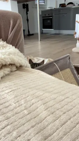 Au secours 🤣 #pourtoi #cat #drole 