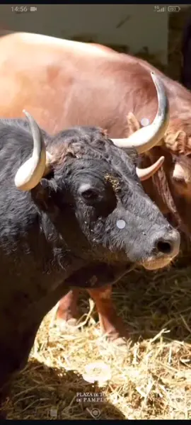 #españa🇪🇸 #tauromaquia #torobravo🐂 #parati #sanfermin Preciosos ejemplares de la prestigiosa ganadería de Álvaro Núñez para los San Fermines.